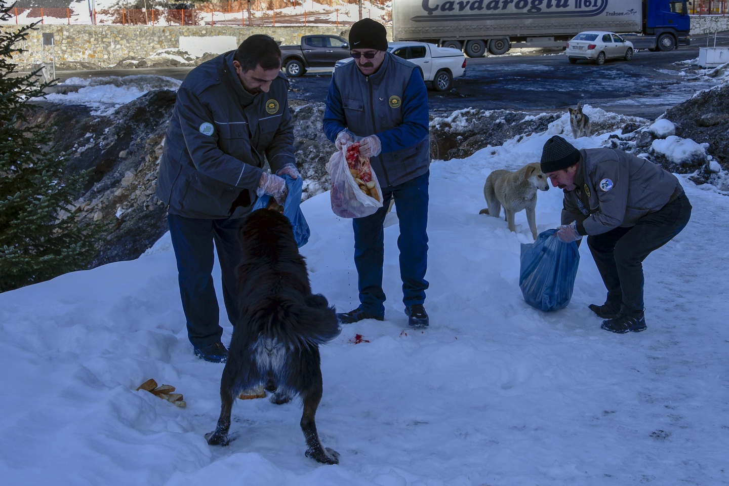 Gümüşhane’de yoğun kış şartlarında yaban hayatı unutulmuyor 6
