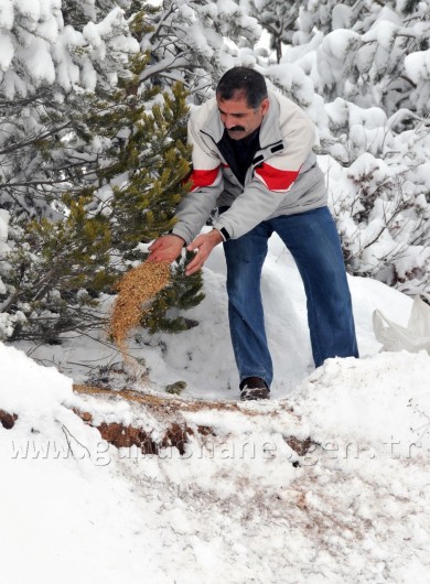Aşırı Kar Yağışı Yaban Hayatını Da Etkiledi 8