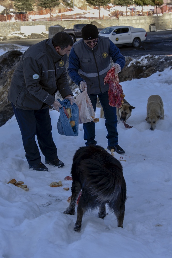 Gümüşhane’de yoğun kış şartlarında yaban hayatı unutulmuyor 4