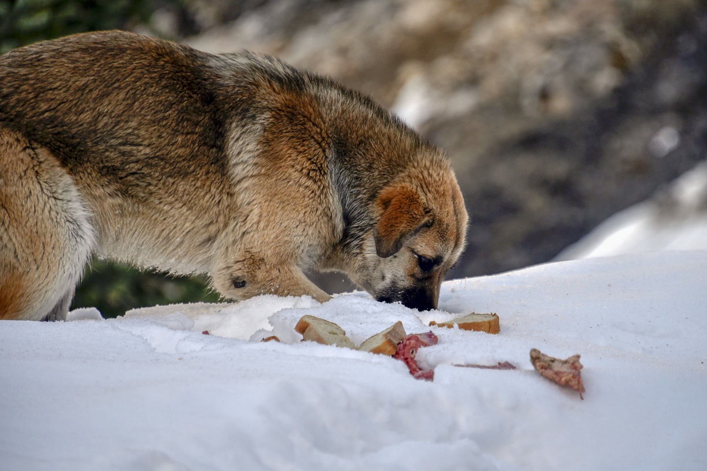 Gümüşhane’de yoğun kış şartlarında yaban hayatı unutulmuyor 9