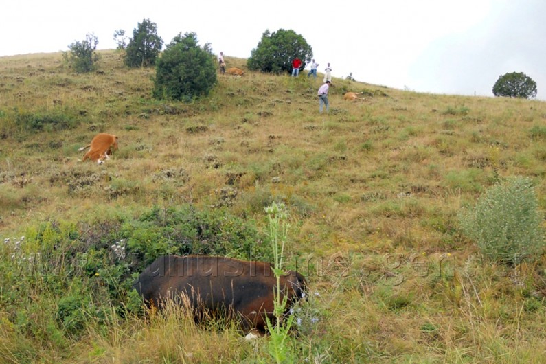 Kelkit'te Yıldırım 4 İneği Telef Etti 1