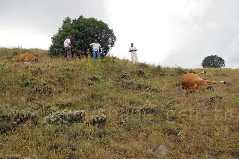Kelkit'te Yıldırım 4 İneği Telef Etti 2