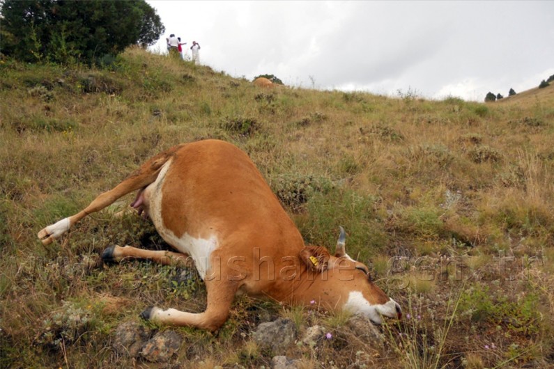 Kelkit'te Yıldırım 4 İneği Telef Etti 3