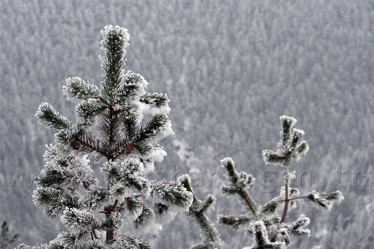 Zigana Nisan Ayında Buz’dan Örtüsünü Giydi 10