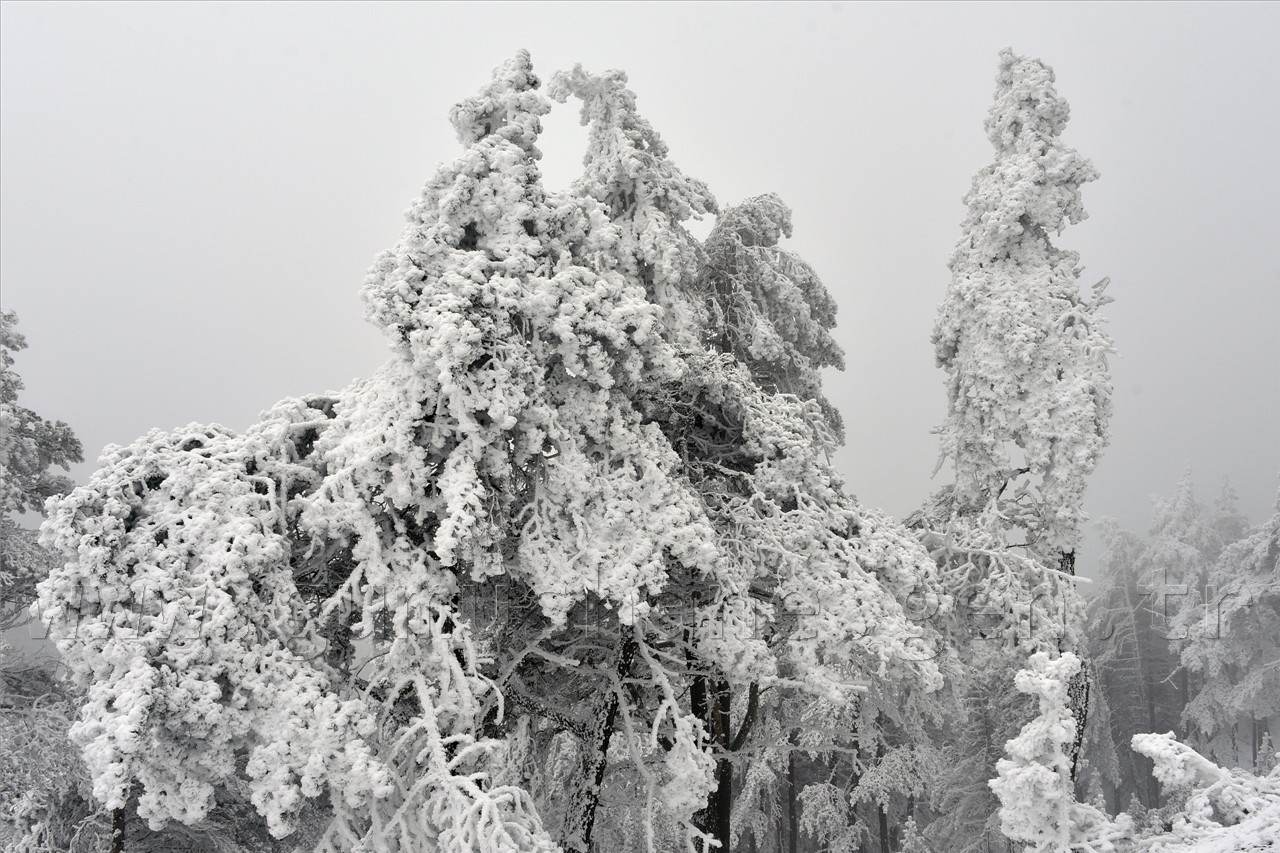 Zigana Nisan Ayında Buz’dan Örtüsünü Giydi 15