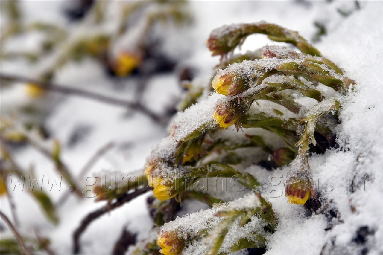 Zigana Nisan Ayında Buz’dan Örtüsünü Giydi 21