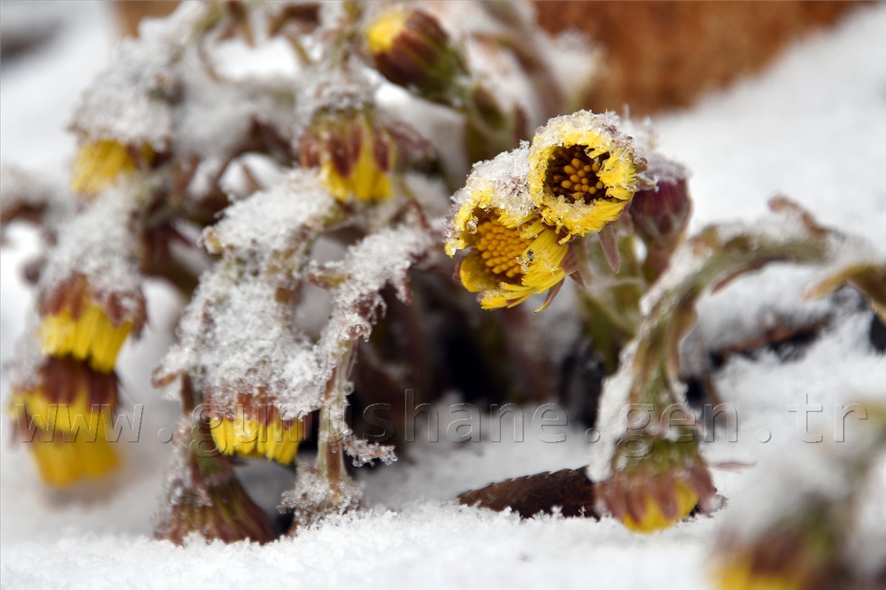 Zigana Nisan Ayında Buz’dan Örtüsünü Giydi 22