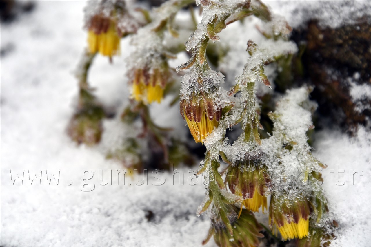 Zigana Nisan Ayında Buz’dan Örtüsünü Giydi 23