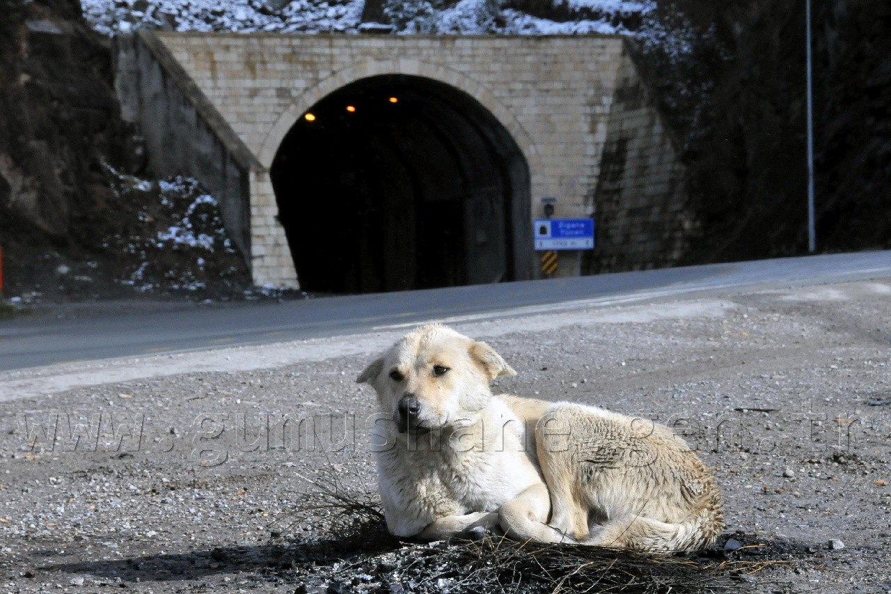 Zigana Dağı Beyaza Büründü 9