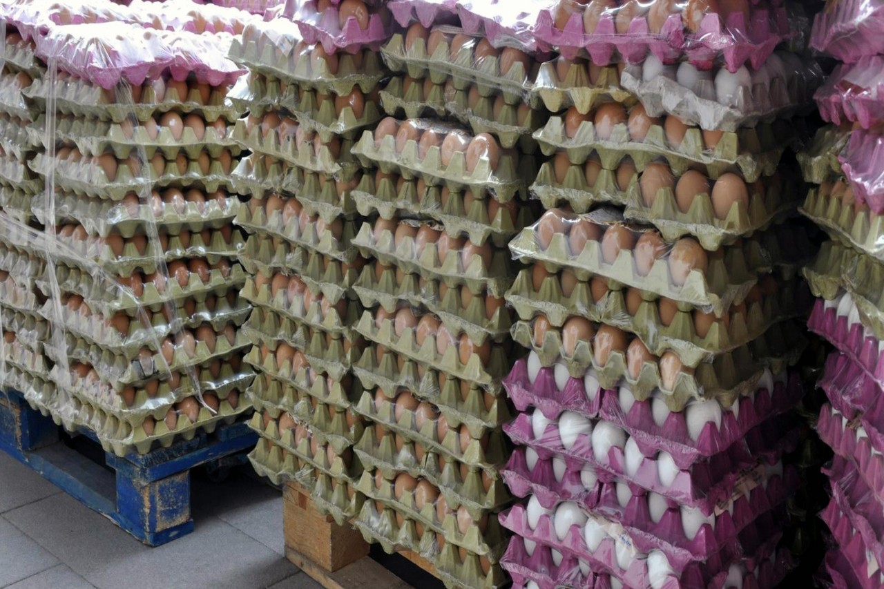 Gümüşhane'de 10 Bin Yumurta İmha Edildi 3