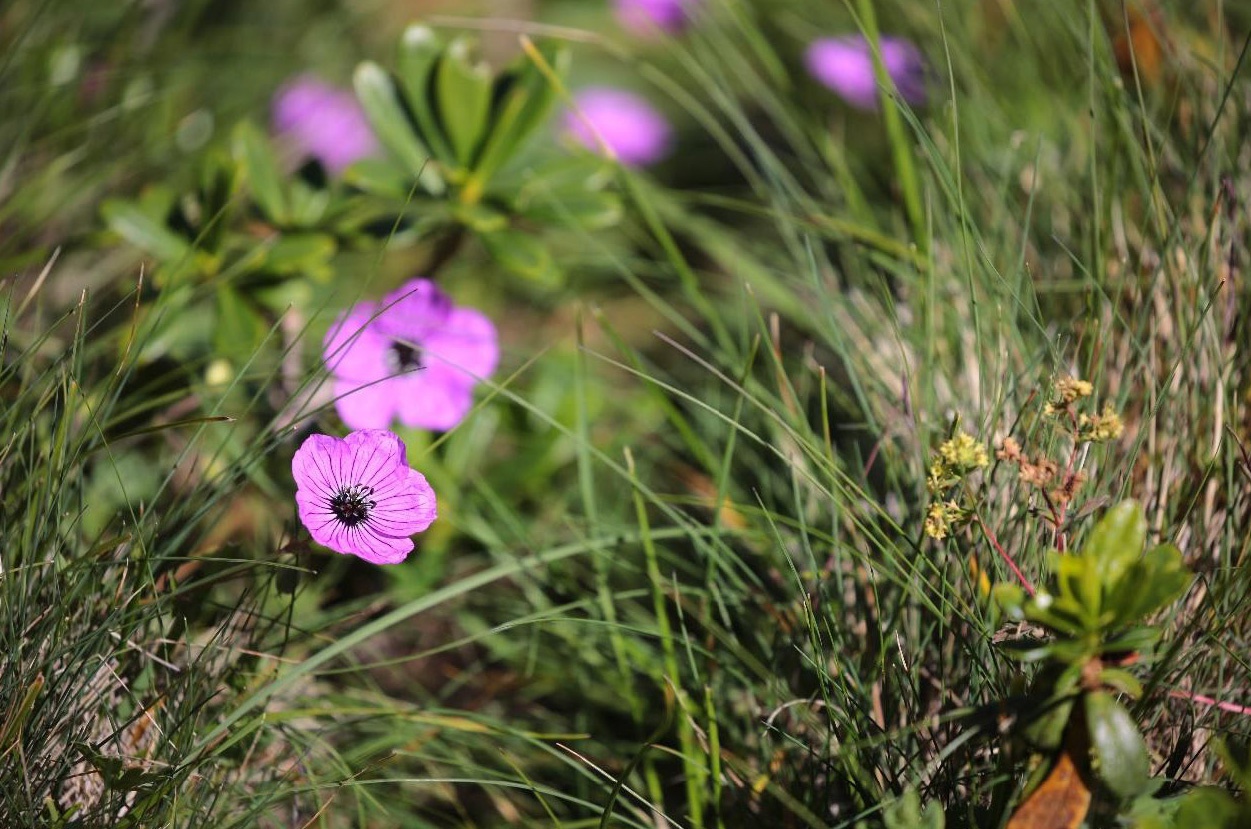 Gümüşhaneli gençler kamp ateşini Çakırgöl’de yaktı 13