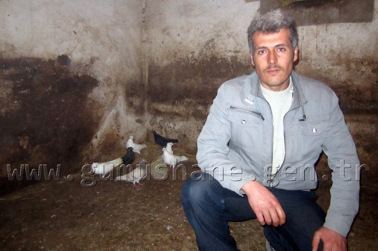 Şiran'da Güvercin Aşkı Birincilik Getirdi 1