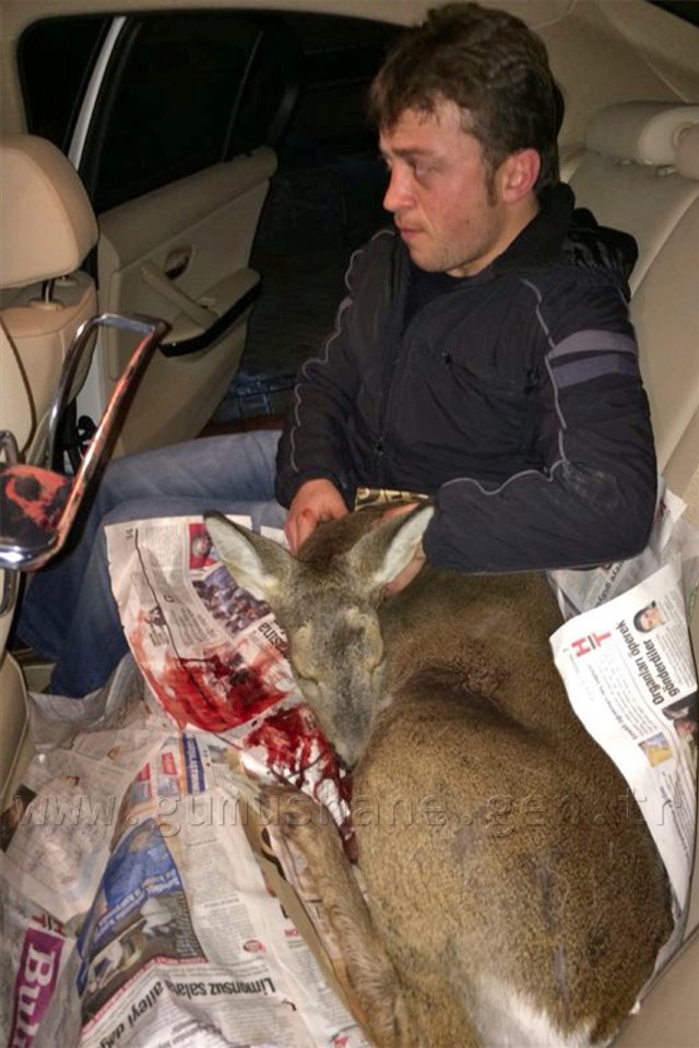 Zigana Dağında Yaralı Karaca Bulundu 1