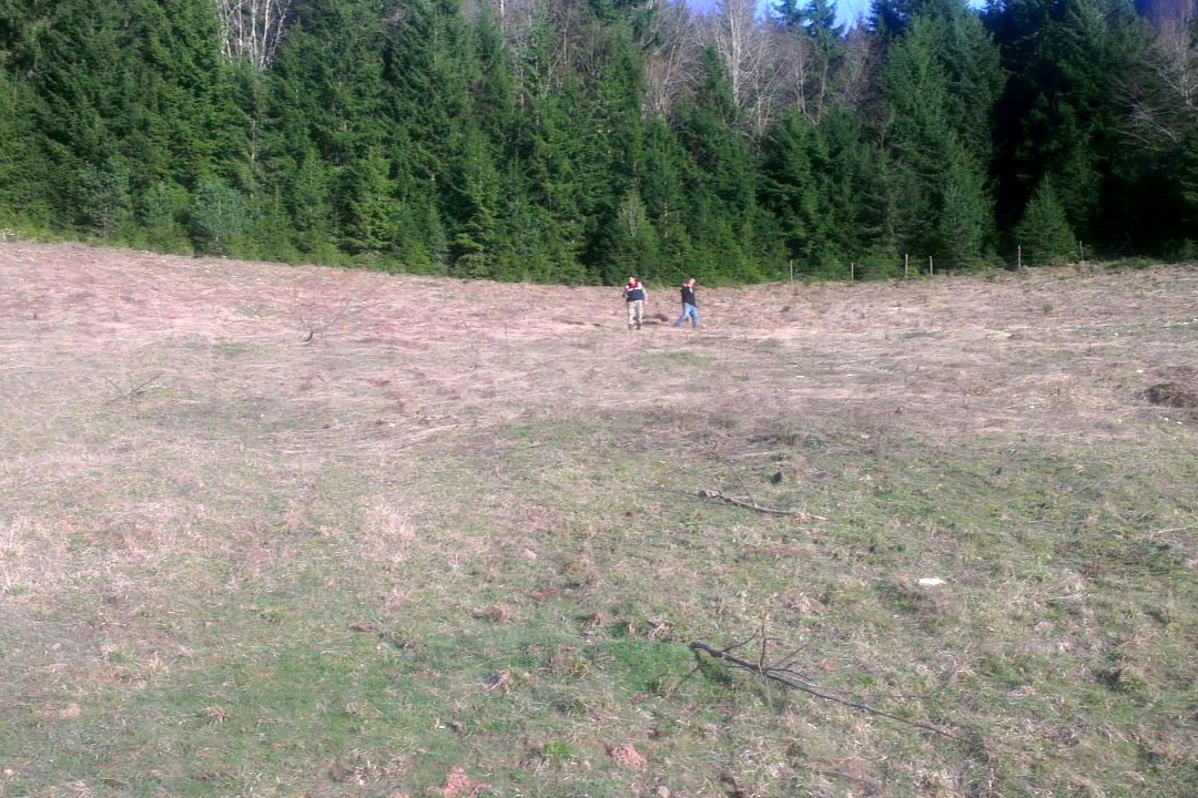 Kürtün’de Ceviz Fidanı Katliamı 1