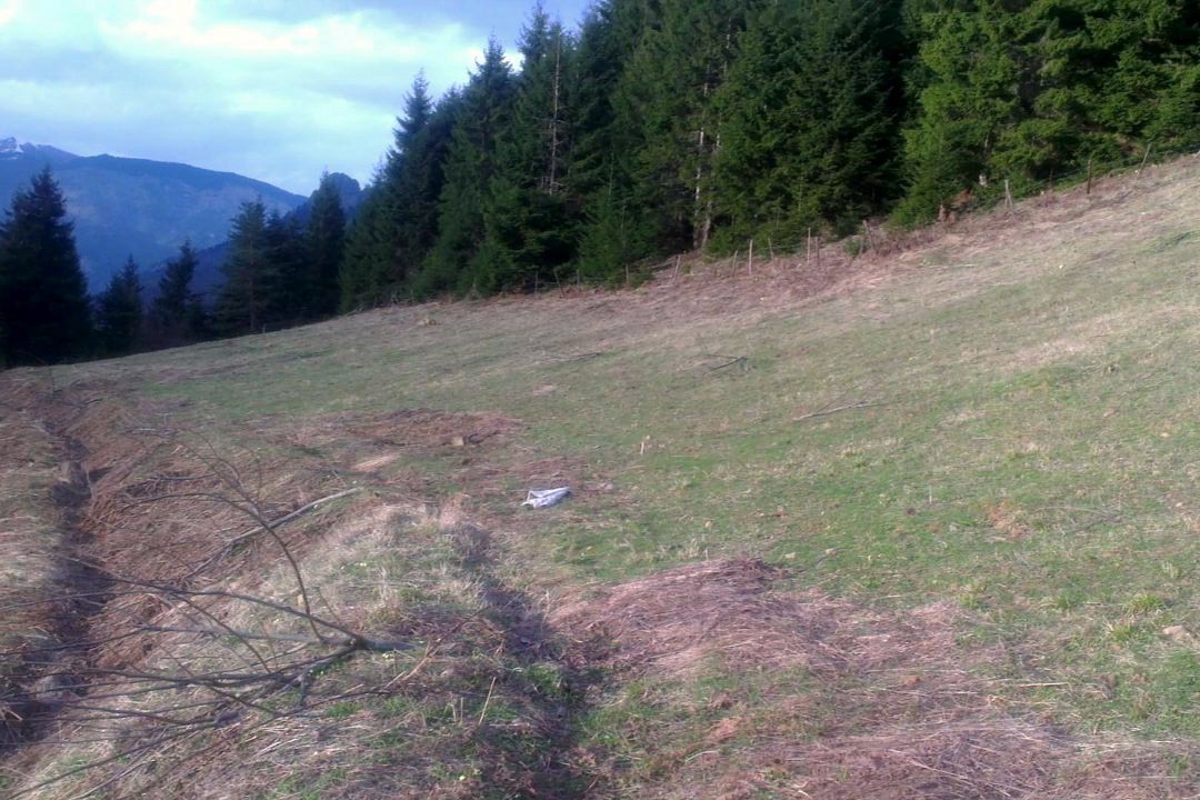 Kürtün’de Ceviz Fidanı Katliamı 4