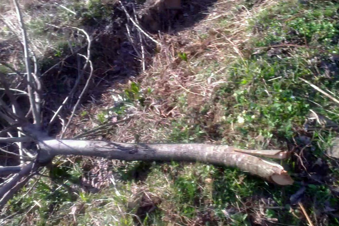 Kürtün’de Ceviz Fidanı Katliamı 7