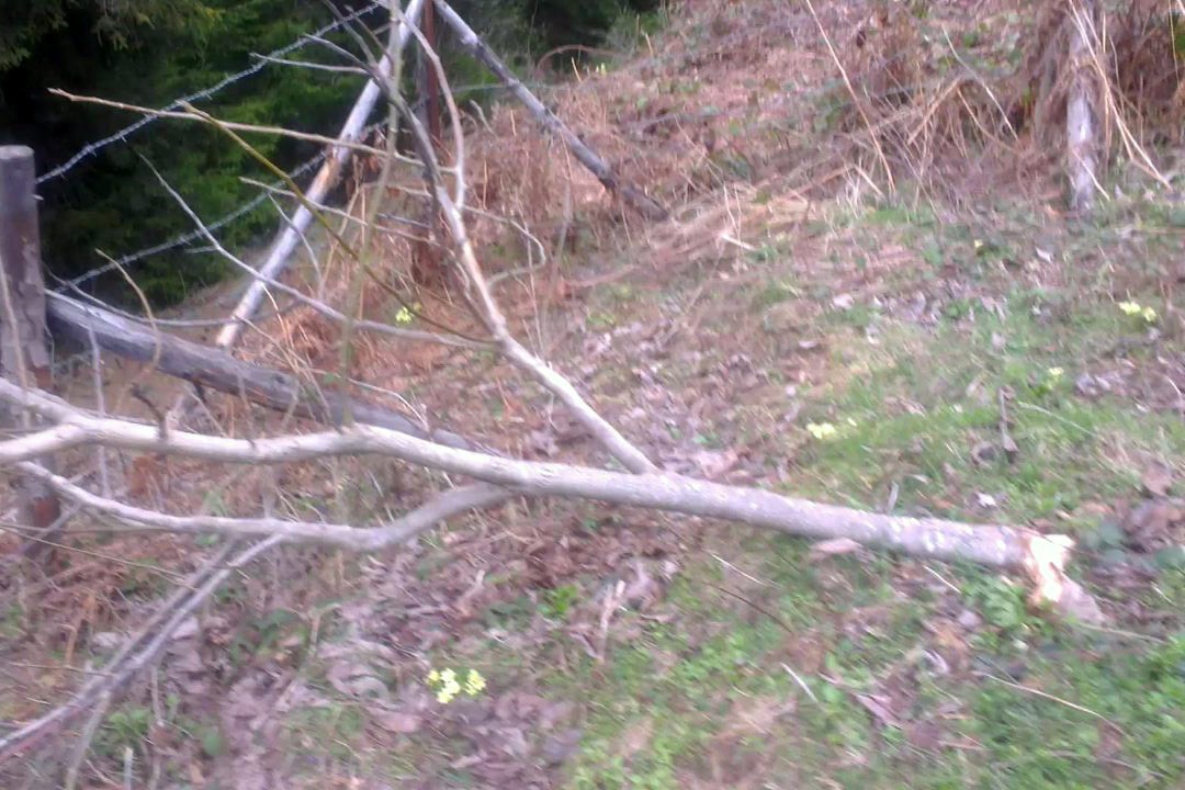 Kürtün’de Ceviz Fidanı Katliamı 9