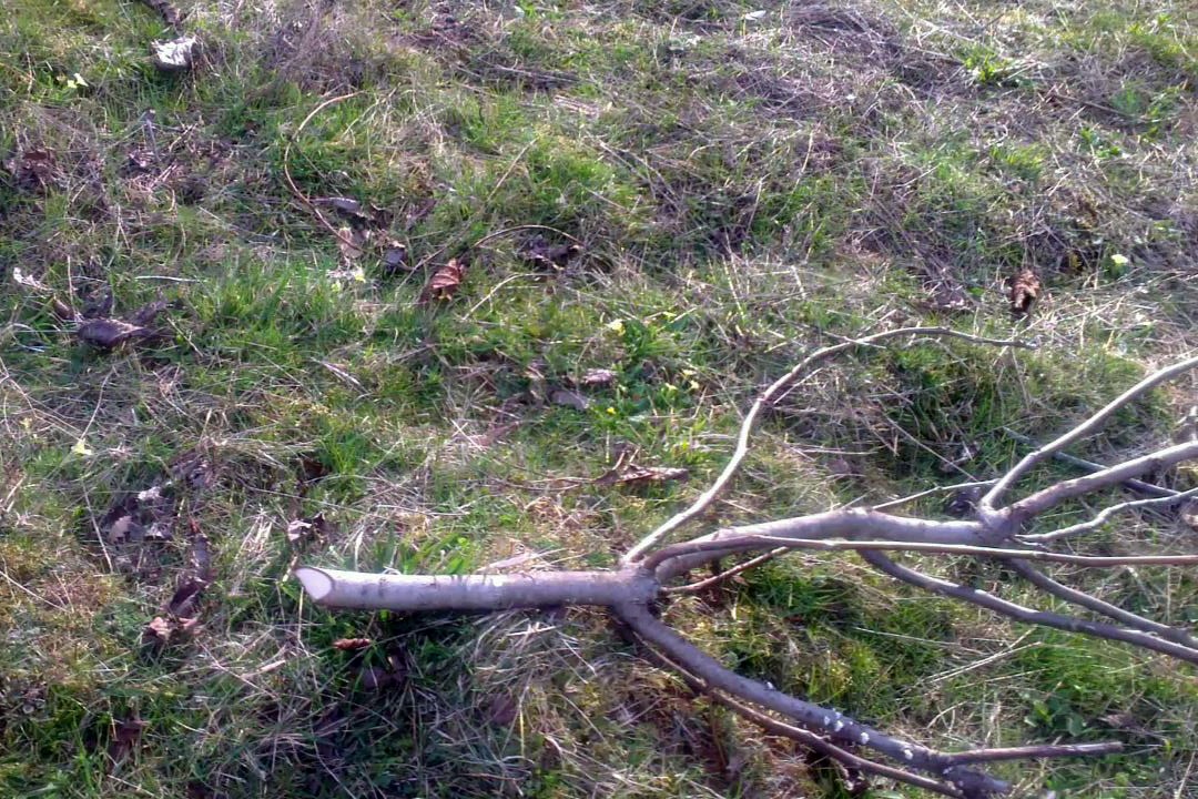 Kürtün’de Ceviz Fidanı Katliamı 10