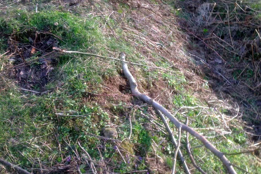 Kürtün’de Ceviz Fidanı Katliamı 13