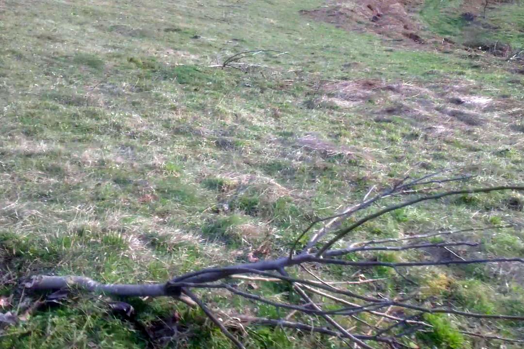 Kürtün’de Ceviz Fidanı Katliamı 14