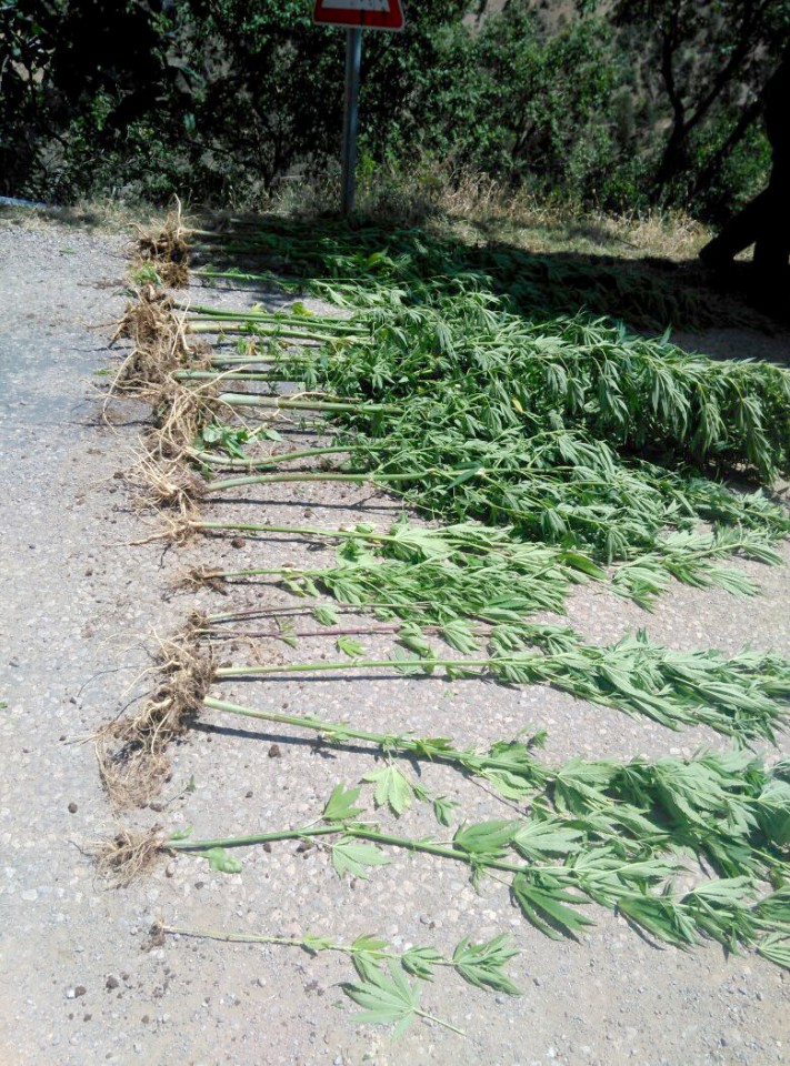 Torul'da 49 kök hint keneviri ele geçirildi 1