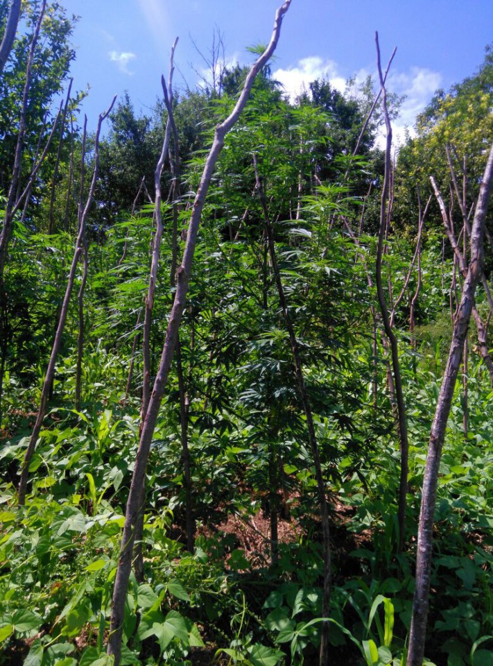 Torul'da 49 kök hint keneviri ele geçirildi 2