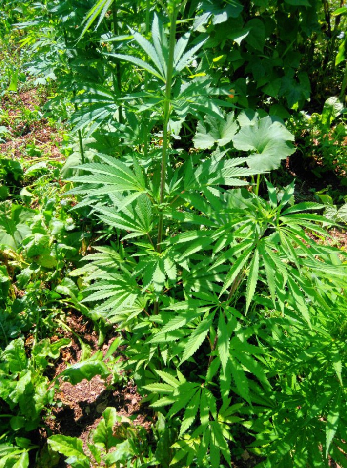 Torul'da 49 kök hint keneviri ele geçirildi 3