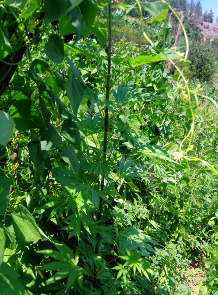 Torul'da 49 kök hint keneviri ele geçirildi 4