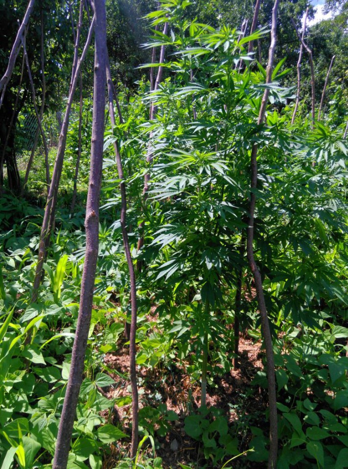 Torul'da 49 kök hint keneviri ele geçirildi 5