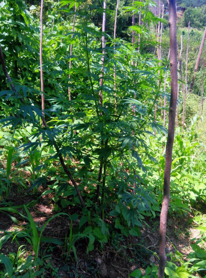 Torul'da 49 kök hint keneviri ele geçirildi 6