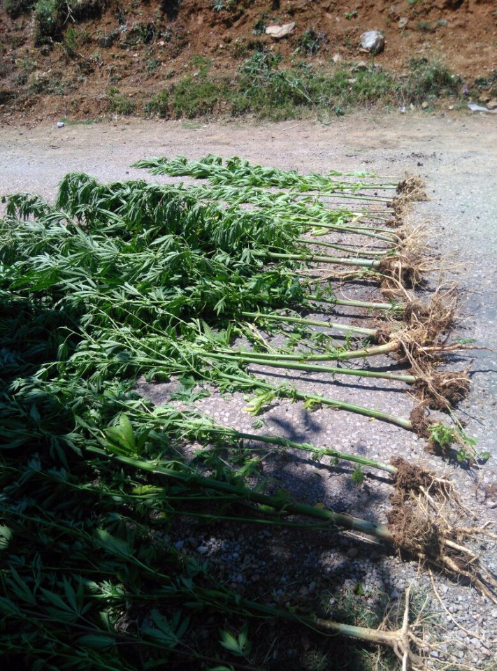 Torul'da 49 kök hint keneviri ele geçirildi 7