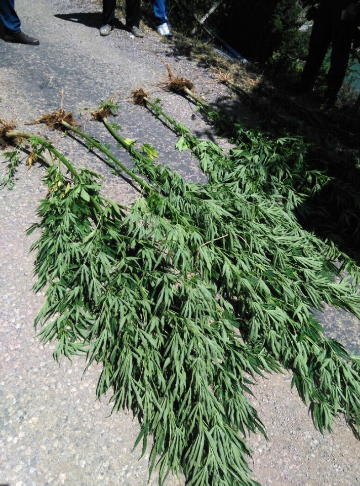 Torul'da 49 kök hint keneviri ele geçirildi 8