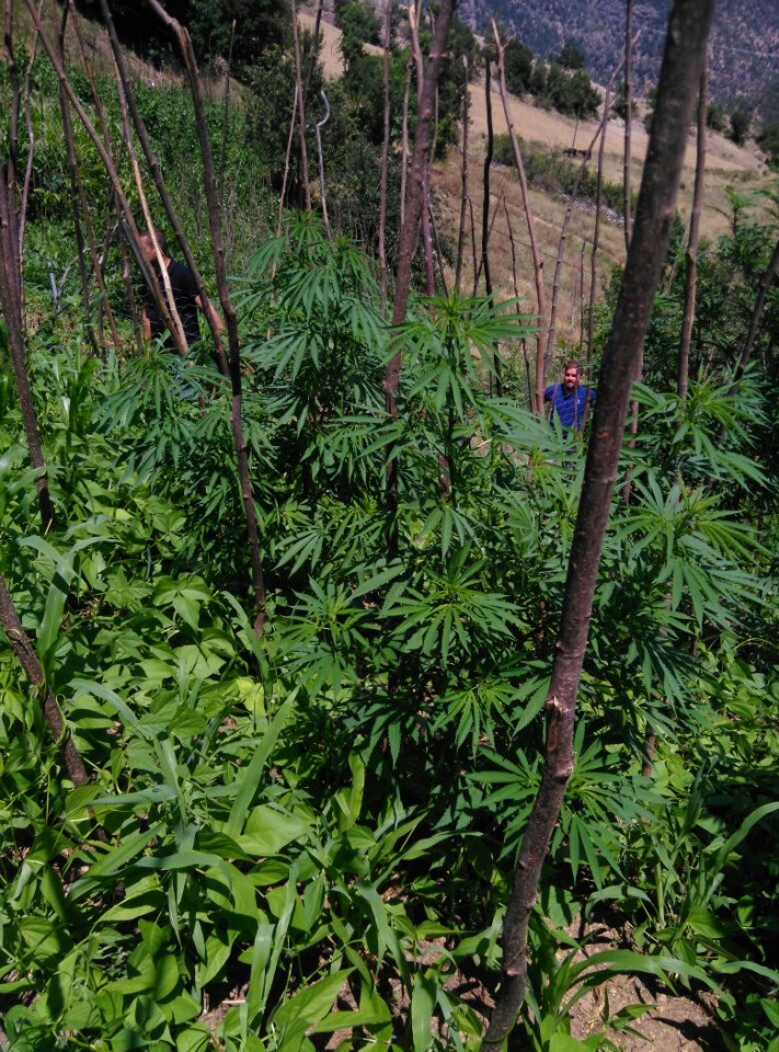 Torul'da 49 kök hint keneviri ele geçirildi 9