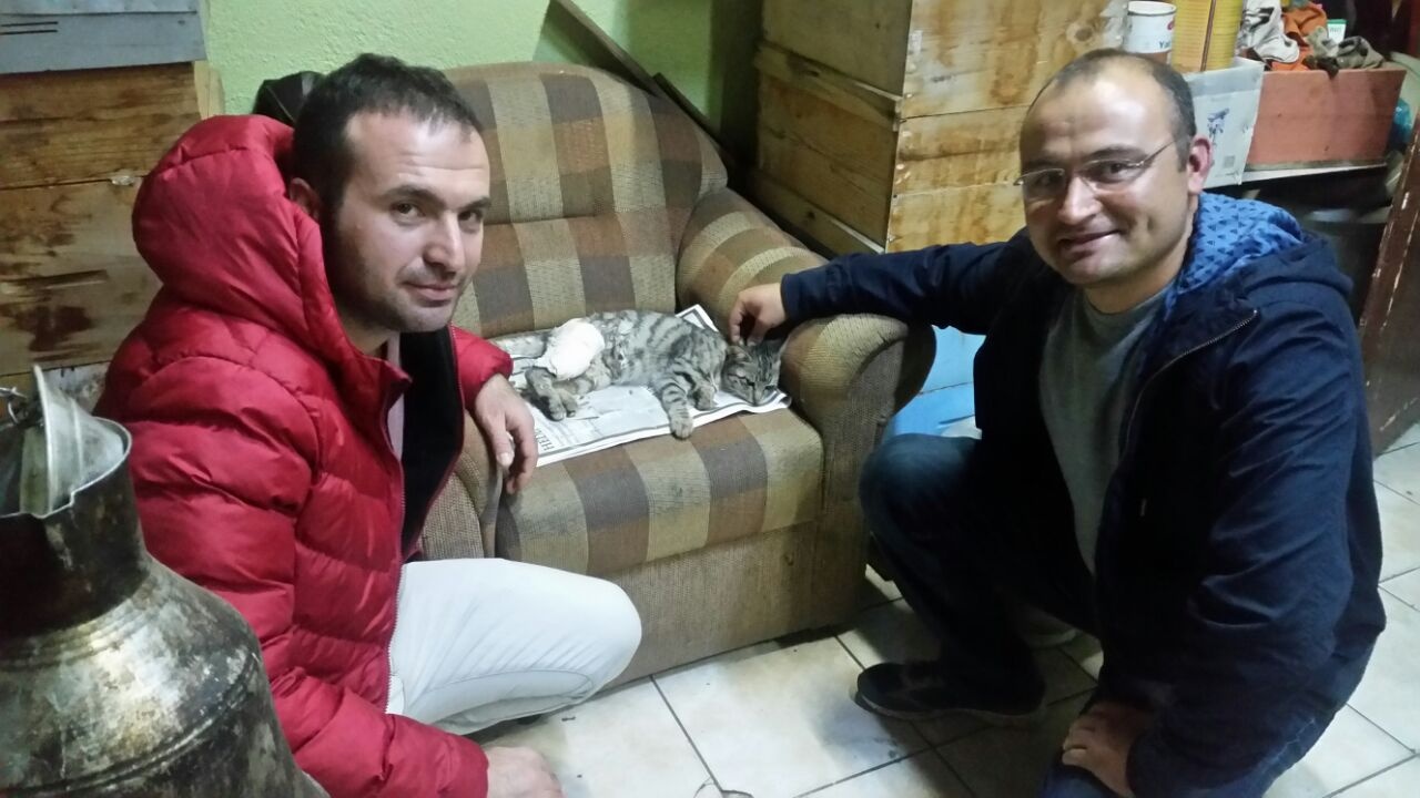 Bacağı kırılan sokak kedisi için seferber oldular 3