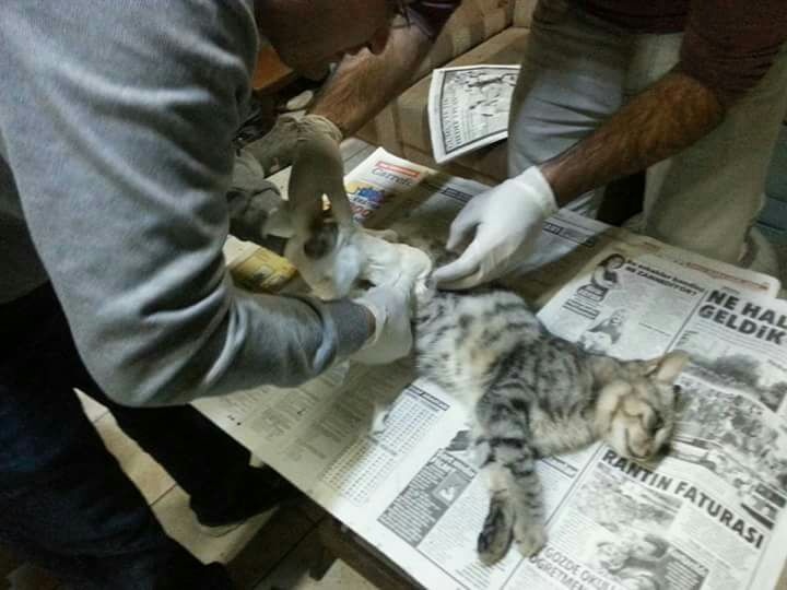 Bacağı kırılan sokak kedisi için seferber oldular 2