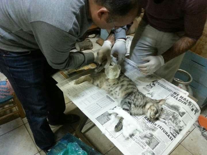 Bacağı kırılan sokak kedisi için seferber oldular 1