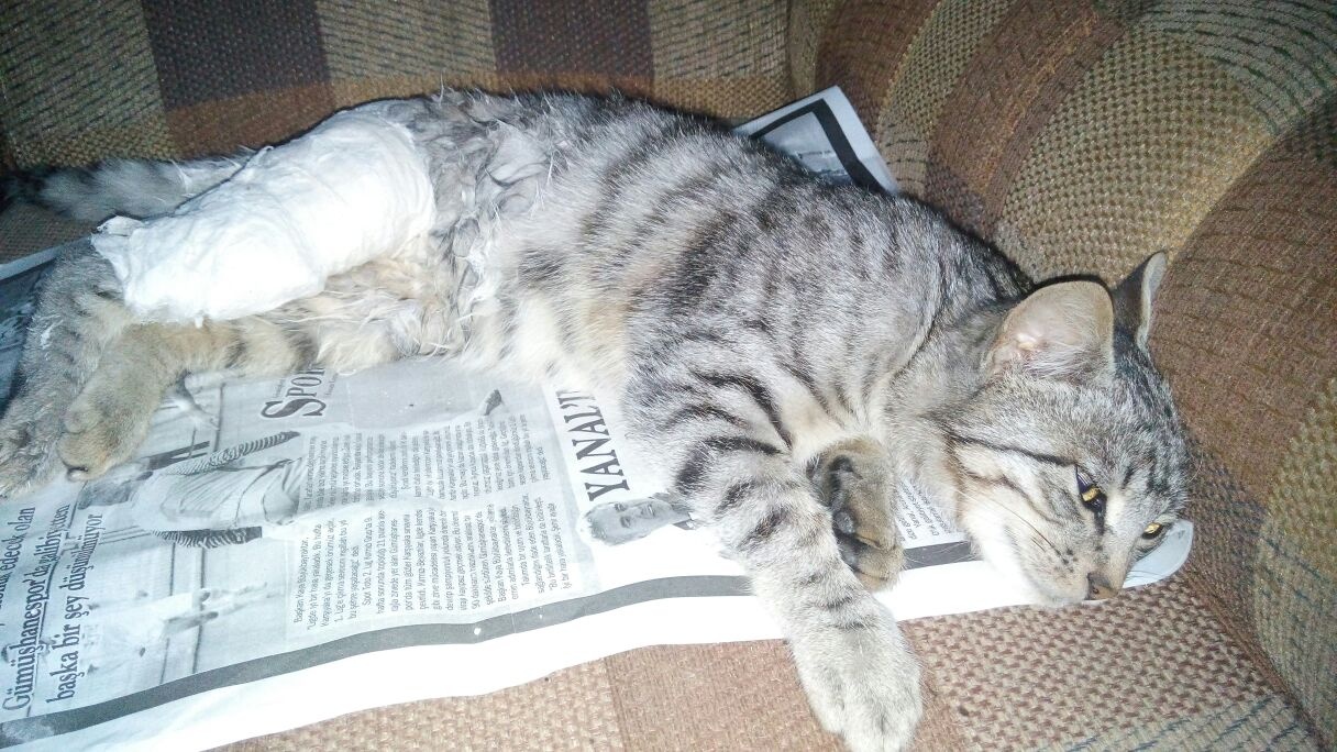 Bacağı kırılan sokak kedisi için seferber oldular 4