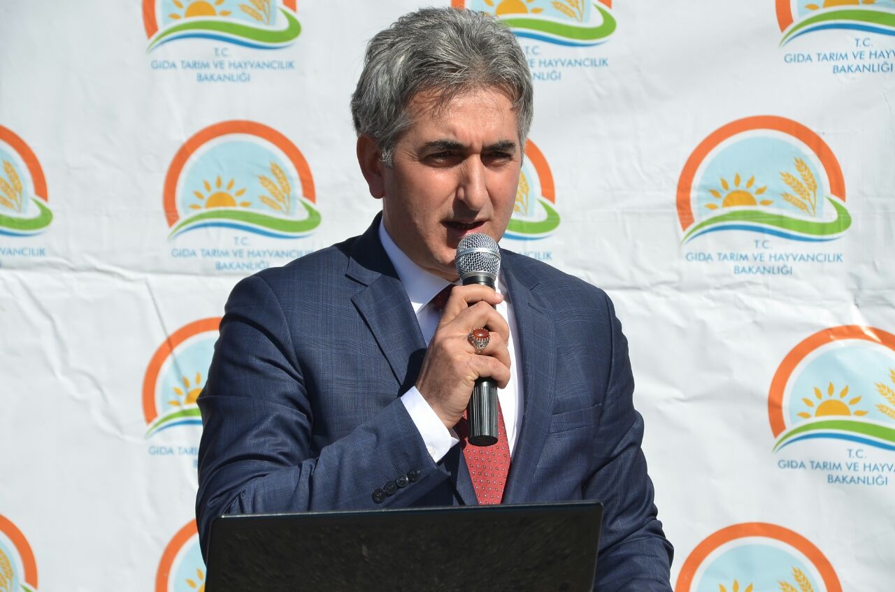 Gümüşhane’de 50 bin ceviz fidanının dağıtımına başlandı 14