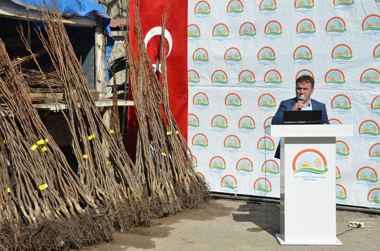 Gümüşhane’de 50 bin ceviz fidanının dağıtımına başlandı 25