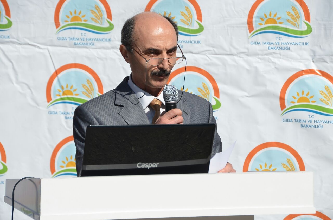 Gümüşhane’de 50 bin ceviz fidanının dağıtımına başlandı 11