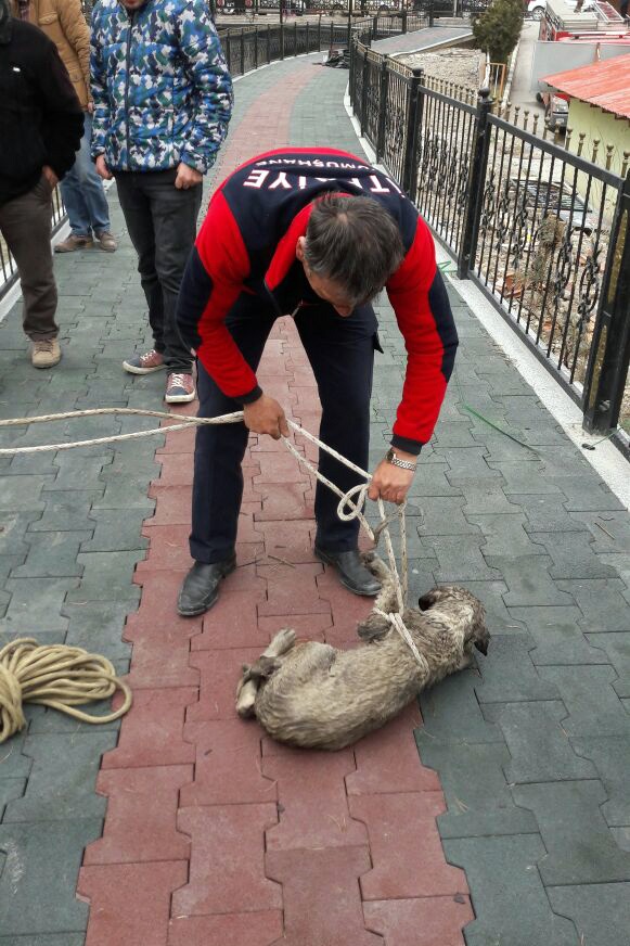 Harşit Çayına düşen köpek kurtarıldı 4