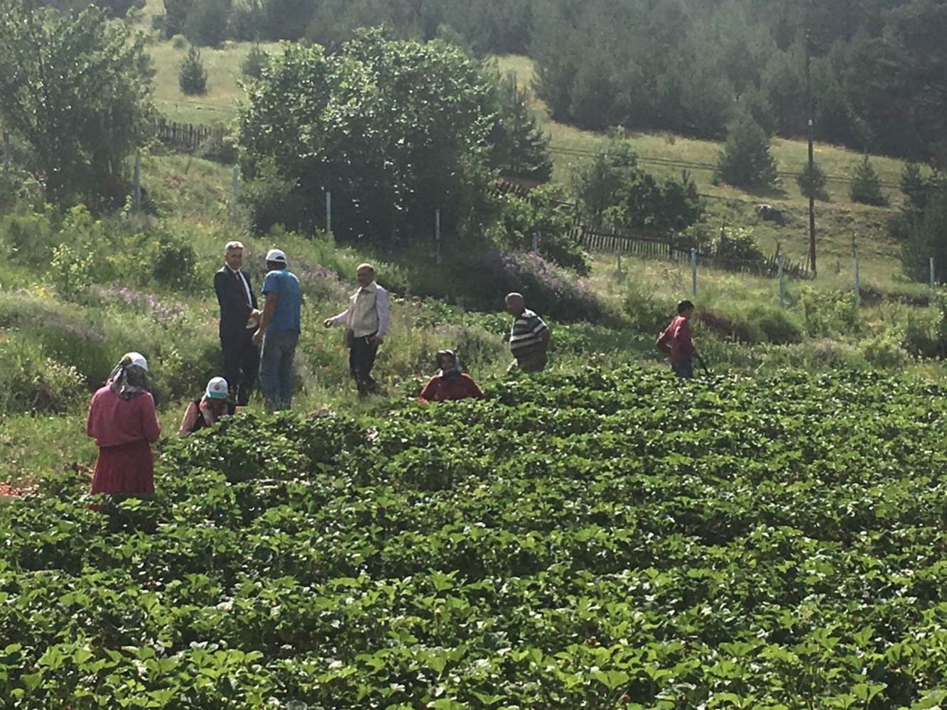 Gümüşhane’de çilek hasadı başladı 2