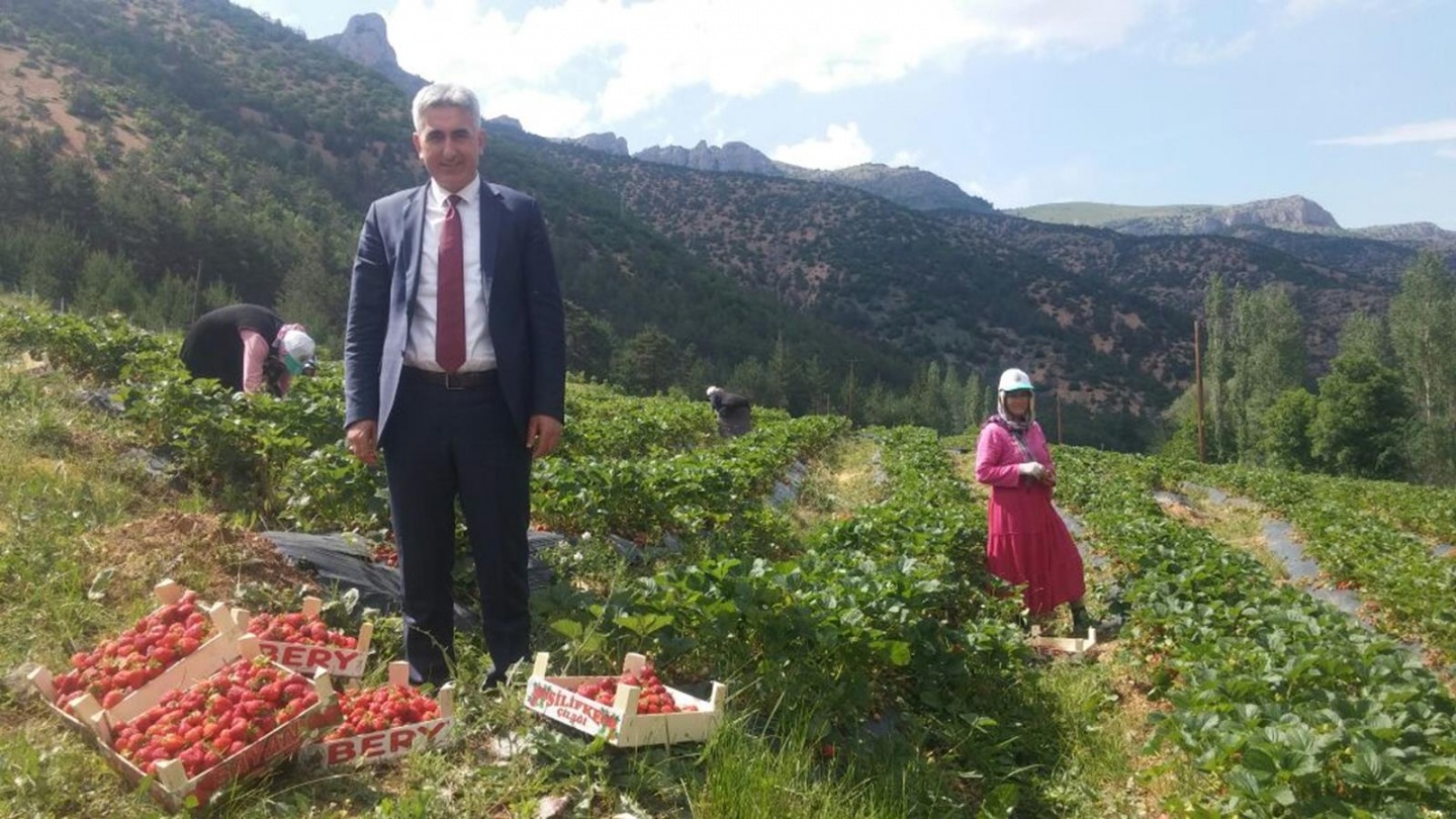 Gümüşhane’de çilek hasadı başladı 1