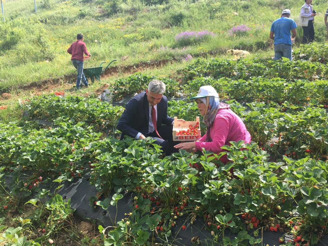 Gümüşhane’de çilek hasadı başladı 8