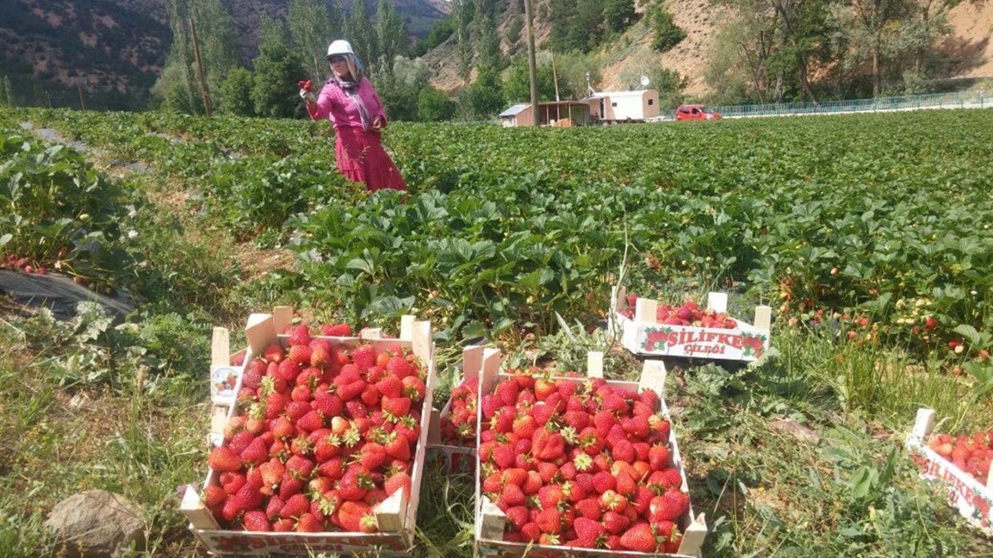 Gümüşhane’de çilek hasadı başladı 6