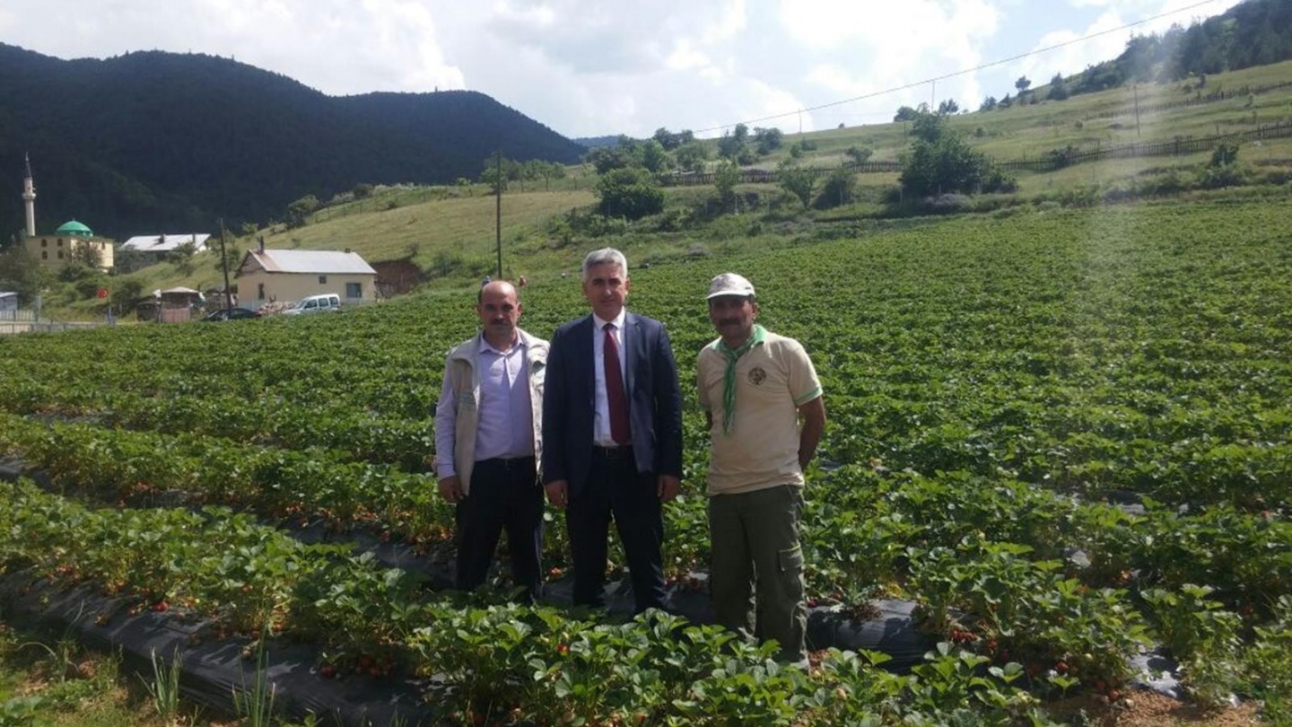 Gümüşhane’de çilek hasadı başladı 5