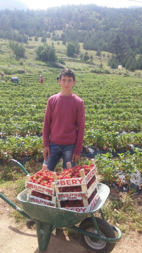 Gümüşhane’de çilek hasadı başladı 4