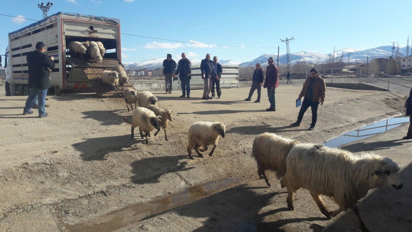 Gümüşhane’de Genç Çiftçilere küçükbaş hayvanları dağıtıldı 21
