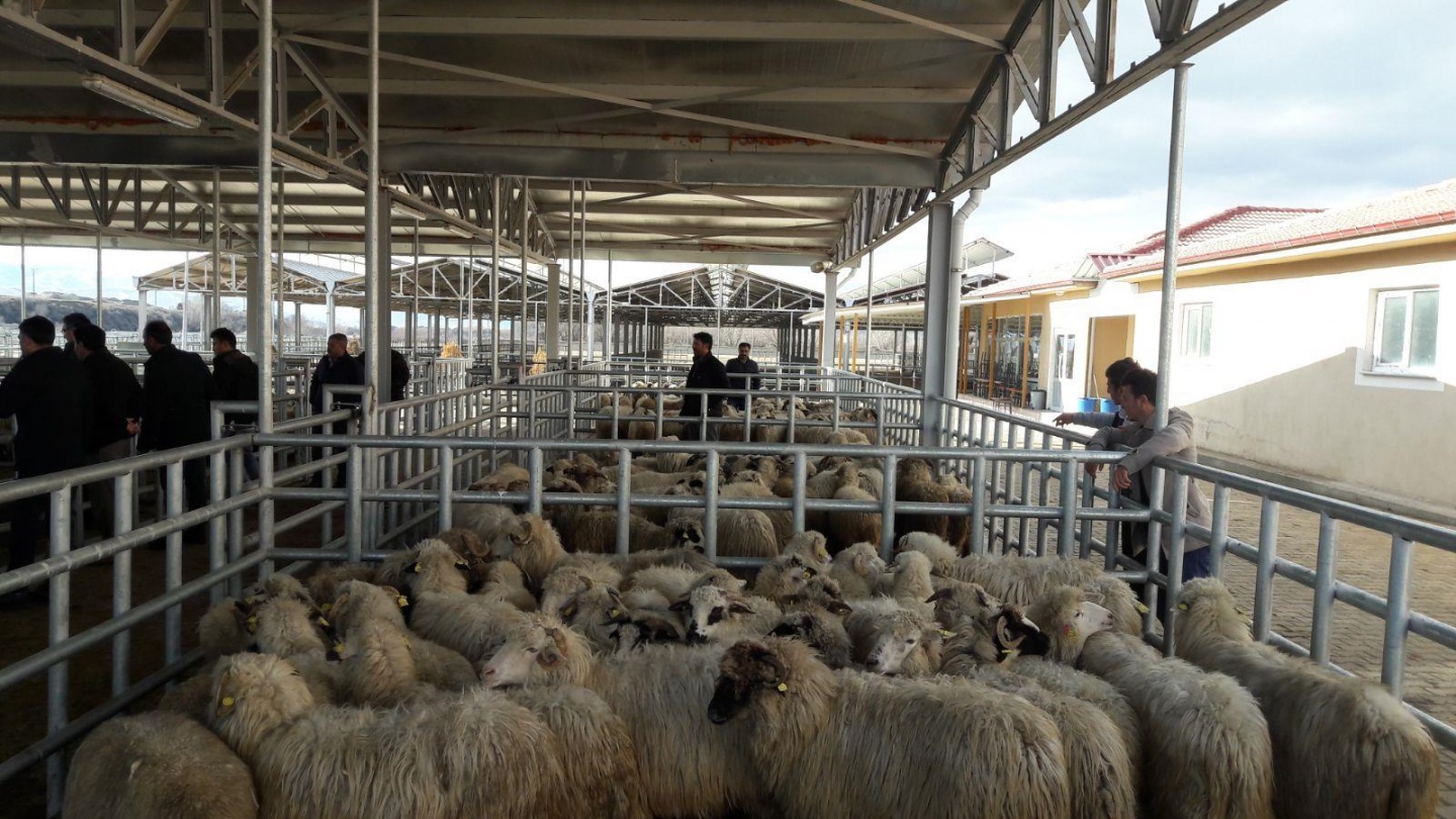 Gümüşhane’de Genç Çiftçilere küçükbaş hayvanları dağıtıldı 22