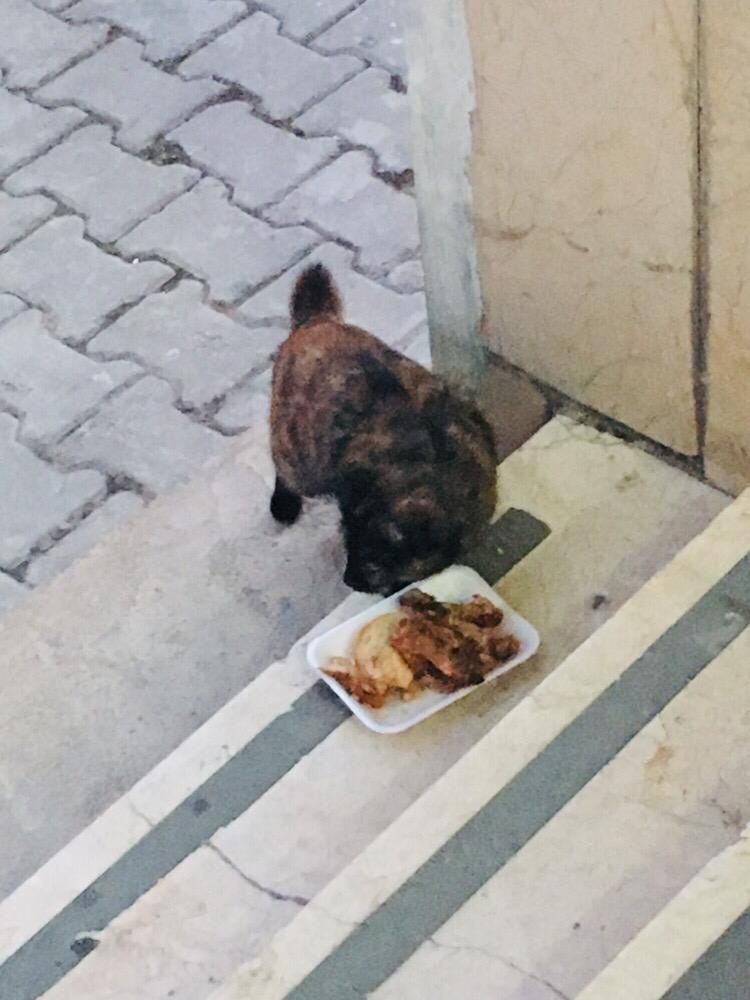 KYK'lı hayvanseverler işbaşında 5